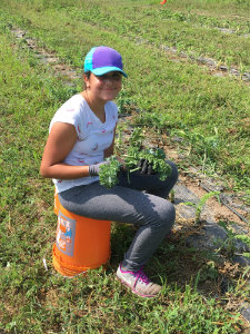 Forgotten Harvest Farms Volunteer Picks Kale